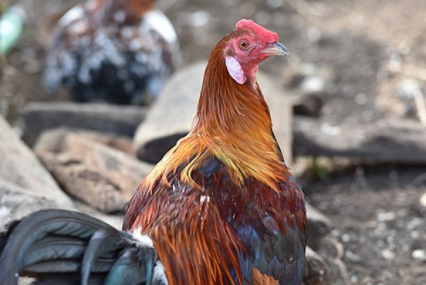 Give a Chicken