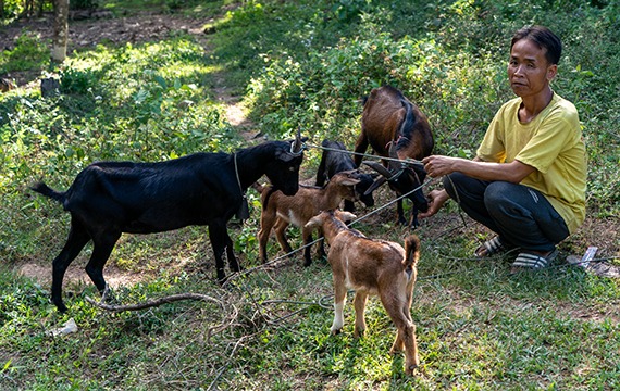 Kiane from Laos with his goats.